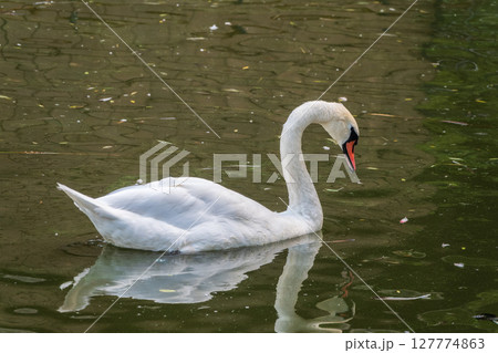 A graceful white swan swimming on a lake with dark water. The white swan is reflected in the water 127774863