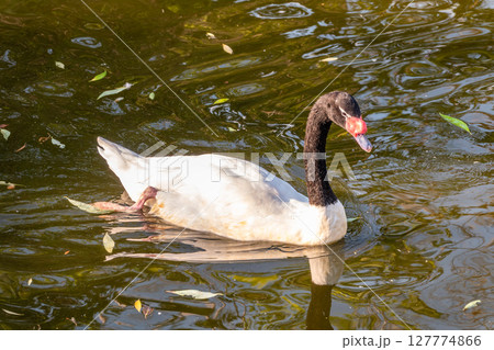 The black-necked swan, Cygnus melancoryphus, is a swan that is the largest waterfowl native to South America. The body plumage is white with a black neck and head and greyish bill The black-necked swan, Cygnus melancoryphus, is a swan that is the largest waterfowl native to South America. The body plumage is white with a black neck and head and greyish bill 127774866