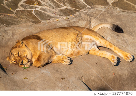 An asian female lion laying on the ground 127774870