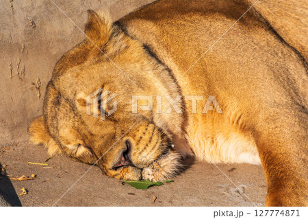 An asian female lion laying on the ground An asian female lion laying on the ground 127774871