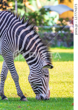 Grevy's zebra, lat Equus grevyi, also known as the imperial zebra eats green grass. 127774873