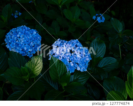 青く輝く紫陽花のクローズアップ 青く輝く紫陽花のクローズアップ 127774874