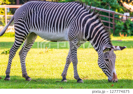 Grevy's zebra, lat Equus grevyi, also known as the imperial zebra eats green grass. Grevy's zebra, lat Equus grevyi, also known as the imperial zebra eats green grass. 127774875