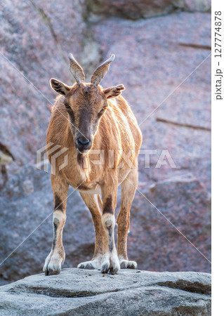 Markhor female on the rock. Latin name - Capra falconeri. Wild goat native to Central Asia, Karakoram and the Himalayas Markhor female on the rock. Latin name - Capra falconeri. Wild goat native to Central Asia, Karakoram and the Himalayas 127774878