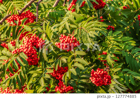 Autumn bright red rowan berries with leaves Autumn bright red rowan berries with leaves 127774885