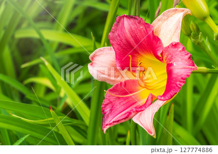 Close up of a pink daylily flower in bloom Close up of a pink daylily flower in bloom 127774886