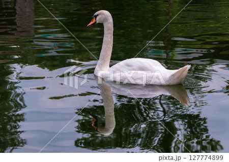 A graceful white swan swimming on a lake with dark water. The white swan is reflected in the water 127774899