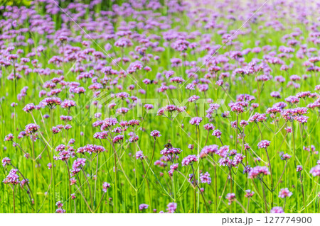 Verbena bonariensis flowers, Argentinian Vervain or Purpletop Vervain, Clustertop Vervain, Tall Verbena, Pretty Verbena, in garden Verbena bonariensis flowers, Argentinian Vervain or Purpletop Vervain, Clustertop Vervain, Tall Verbena, Pretty Verbena, in garden 127774900
