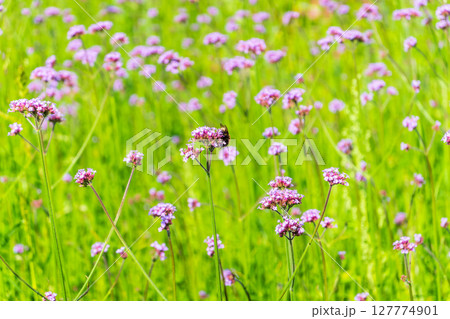 Verbena bonariensis flowers, Argentinian Vervain or Purpletop Vervain, Clustertop Vervain, Tall Verbena, Pretty Verbena, in garden 127774901