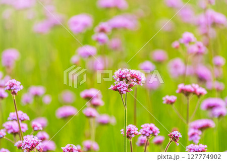 Verbena bonariensis flowers, Argentinian Vervain or Purpletop Vervain, Clustertop Vervain, Tall Verbena, Pretty Verbena, in garden Verbena bonariensis flowers, Argentinian Vervain or Purpletop Vervain, Clustertop Vervain, Tall Verbena, Pretty Verbena, in garden 127774902
