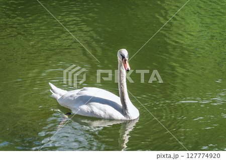 A graceful white swan swimming on a lake with dark water. The white swan is reflected in the water 127774920