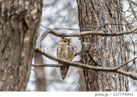 Long-eared owl (Asio otus), looking forward with wide opened eyes Long-eared owl (Asio otus), looking forward with wide opened eyes 127774941