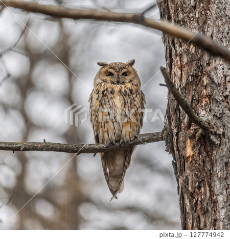 Long-eared owl (Asio otus), looking forward with wide opened eyes Long-eared owl (Asio otus), looking forward with wide opened eyes 127774942