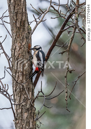 Little woodpecker sits on a tree trunk. The great spotted woodpecker, Dendrocopos major Little woodpecker sits on a tree trunk. The great spotted woodpecker, Dendrocopos major 127774944