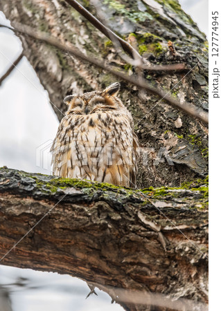 Long-eared owl (Asio otus), looking forward with wide opened eyes 127774945