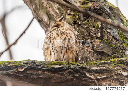 Long-eared owl (Asio otus), looking forward with wide opened eyes Long-eared owl (Asio otus), looking forward with wide opened eyes 127774957
