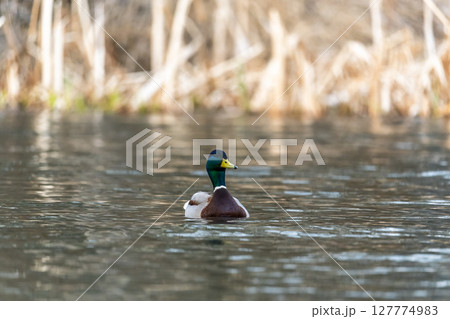 Duck swims in the pond. 127774983