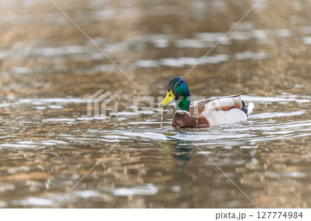 Duck swims in the pond. 127774984