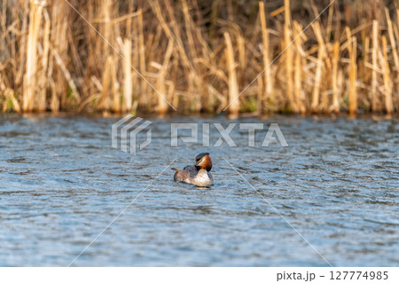 The waterfowl bird Great Crested Grebe swimming in the calm lake 127774985