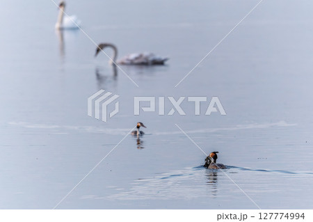 Mating games of two water birds Great Crested Grebes. Two waterfowl birds Great Crested Grebes swim in the lake with heart shaped silhouette Mating games of two water birds Great Crested Grebes. Two waterfowl birds Great Crested Grebes swim in the lake with heart shaped silhouette 127774994