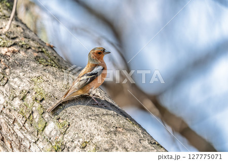 Common chaffinch, Fringilla coelebs, sits on a tree. Common chaffinch in wildlife. 127775071