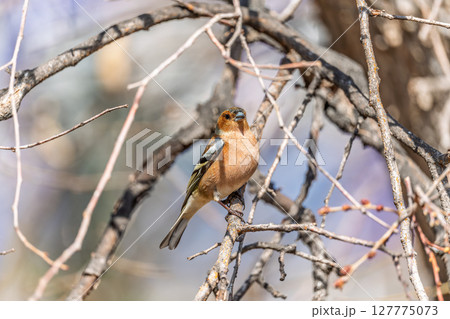 Common chaffinch, Fringilla coelebs, sits on a tree. Common chaffinch in wildlife. Common chaffinch, Fringilla coelebs, sits on a tree. Common chaffinch in wildlife. 127775073