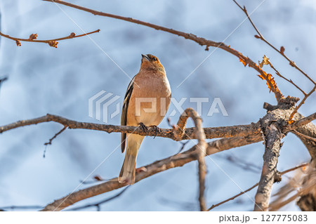 Common chaffinch, Fringilla coelebs, sits on a tree. Common chaffinch in wildlife. 127775083