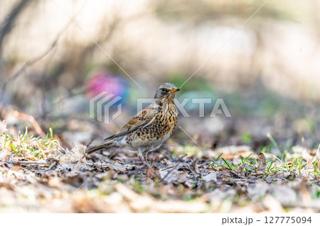 Wood bird Fieldfare, Turdus pilaris, on a sprng lawn. 127775094