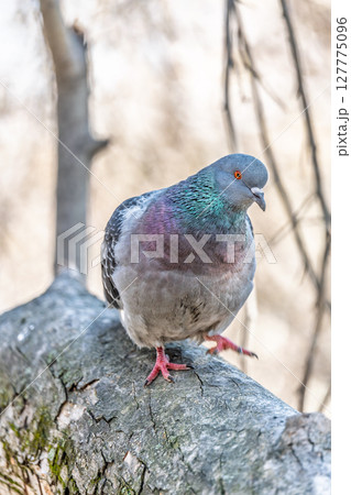 The fat pigeon sitting on a branch. 127775096