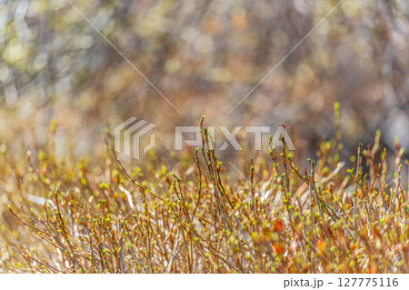 Green bushes with trimmed branches and young leaves. Green bushes with trimmed branches and young leaves. 127775116