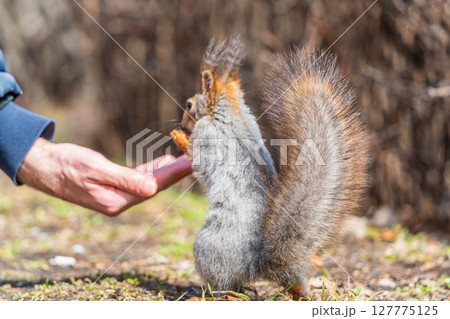 A squirrel in the spring or autumn eats nuts from a human hand. Eurasian red squirrel, Sciurus vulgaris A squirrel in the spring or autumn eats nuts from a human hand. Eurasian red squirrel, Sciurus vulgaris 127775125