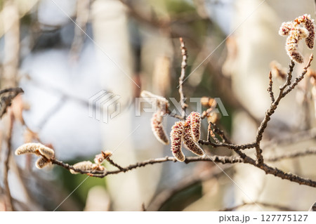 Backlit cluster of female European aspen or Quaking Aspen, Populus tremuloides, catkins, under the soft spring sun 127775127