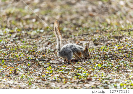 Squirrel in autumn or spring with nut on the green grass with fallen yellow leaves 127775133
