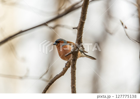 Common chaffinch, Fringilla coelebs, sits on a tree. Common chaffinch in wildlife. 127775138