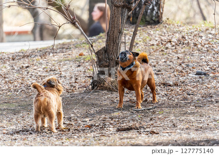 Brussels Griffon for a walk in the park 127775140