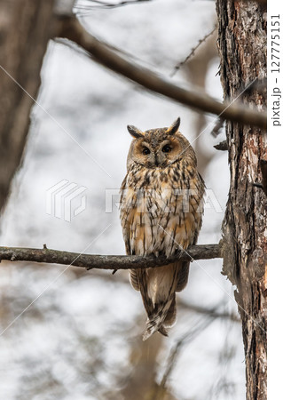 Long-eared owl (Asio otus), looking forward with wide opened eyes 127775151