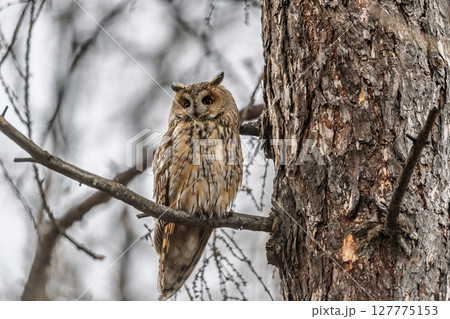 Long-eared owl (Asio otus), looking forward with wide opened eyes 127775153