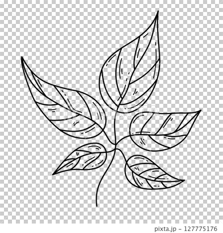 Isolated branch and leaves outline illustration Isolated branch and leaves outline illustration 127775176