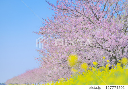 春爛漫の桜並木と菜の花畑(栃木県小山市・間々田思川) 春爛漫の桜並木と菜の花畑(栃木県小山市・間々田思川) 127775201