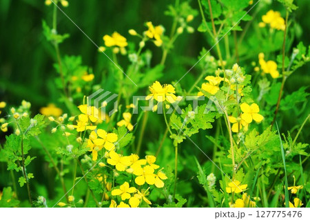クサノオウ　”山野草” 127775476