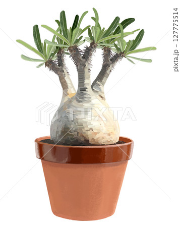 パキポデゥウム（グラキリス）駄温鉢 127775514