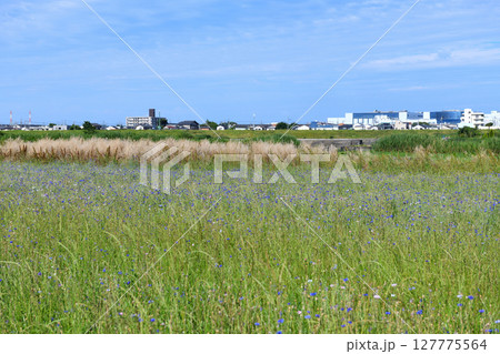 ヤグルマギク咲く相模川沿いの公園 ヤグルマギク咲く相模川沿いの公園 127775564