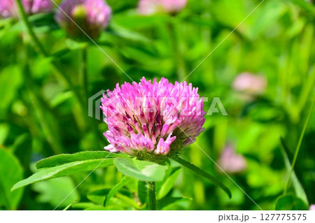 ムラサキツメクサの花 ムラサキツメクサの花 127775575