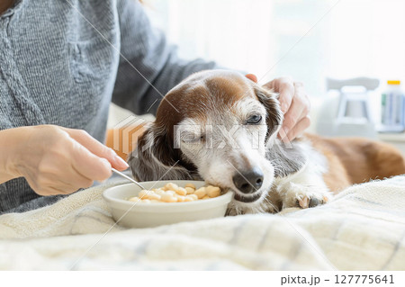 老犬の食事を見守る飼い主のやさしさと介護風景 127775641