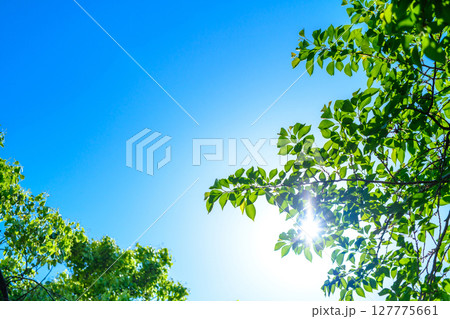 綺麗な青空と新緑の背景素材　木々からの木漏れ日の光芒　背景イメージ　バックグラウンド 127775661
