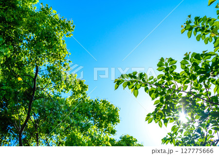 綺麗な青空と新緑の背景素材　木々からの木漏れ日の光芒　背景イメージ　バックグラウンド 127775666
