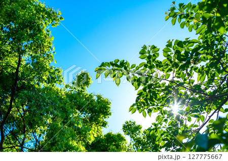 綺麗な青空と新緑の背景素材　木々からの木漏れ日の光芒　背景イメージ　バックグラウンド 127775667