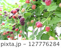 屋外になっているブラックベリー 127776284