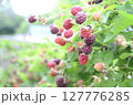 屋外になっているブラックベリー 127776285