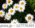 満開の白いマーガレット.バック素材 127776305